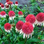 Echinacea Strawberry and Cream