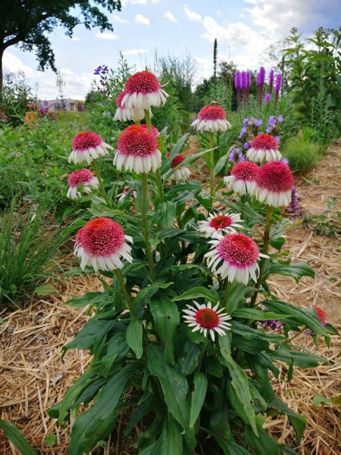 Echinacea Strawberry and Cream