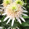 Echinacea CHERRY FLUFF