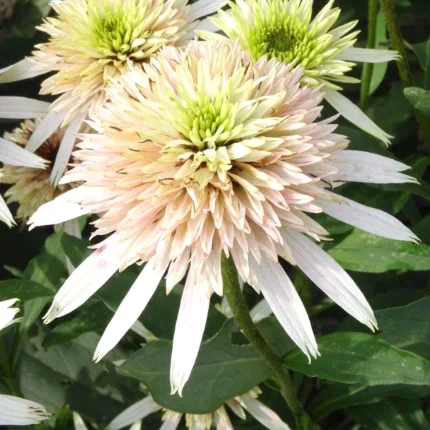 Echinacea CHERRY FLUFF