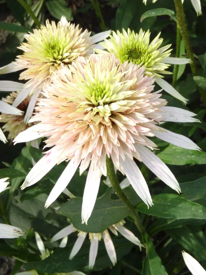 Echinacea CHERRY FLUFF