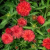 Echinacea Fringe Festival