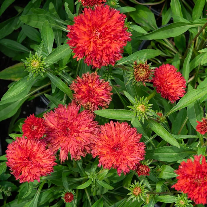 Echinacea Fringe Festival