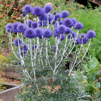Echinops ritro