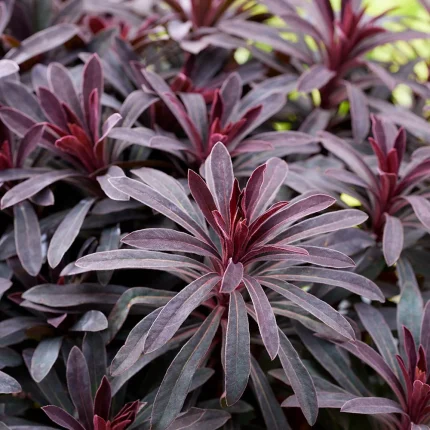 Euphorbia MINERS MERLOT