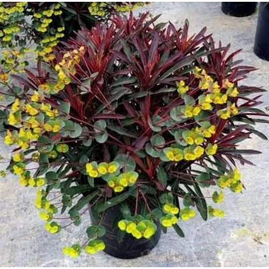 Euphorbia MINERS MERLOT