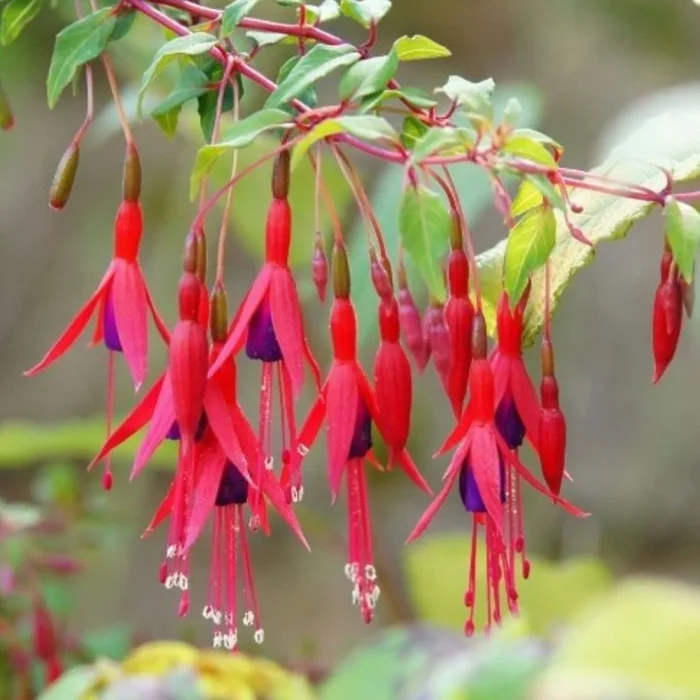 Fuchsia Riccartonii