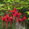 Fuchsia Riccartonii