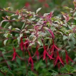 Fuchsia magellanica Tricolor