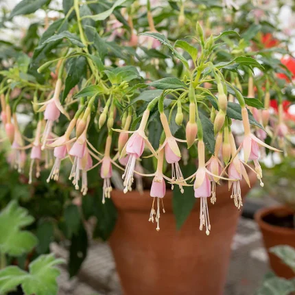 Fuchsia magellanica Whiteknight's Pearl