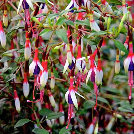 Fuchsia magellanica var. arauco