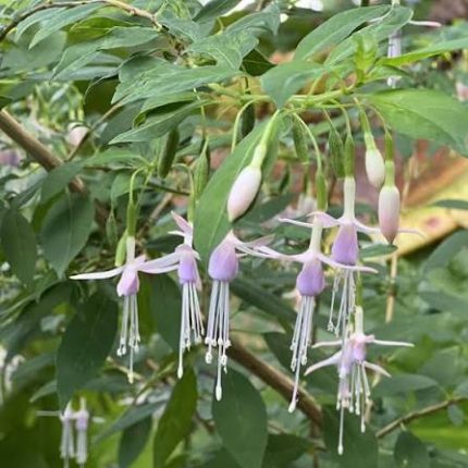 Fuchsia magellanica var. molinae