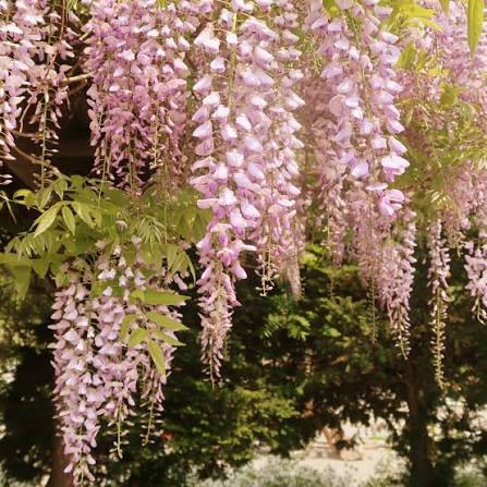 Glicina (Wisteria floribunda) Kuchi-beni