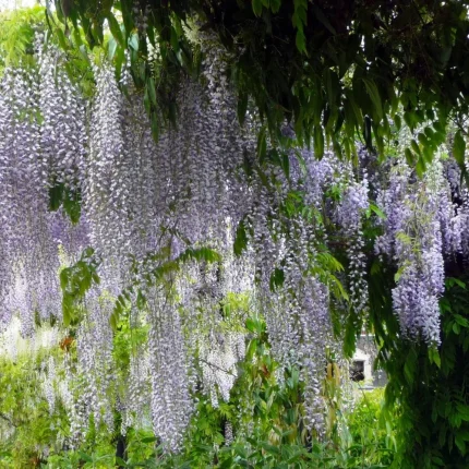 Glicina (Wisteria floribunda) Multijuga