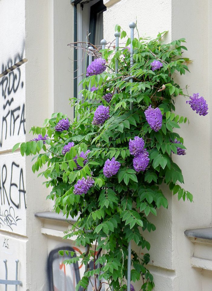 Glicina (Wisteria frutescens) Longwood Purple