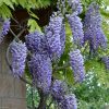 Glicina (Wisteria macrostachya)Blue Moon