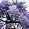 Glicina (Wisteria macrostachya)Blue Moon