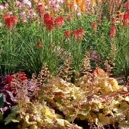 Heuchera CHAMPAGNE Tnheucha