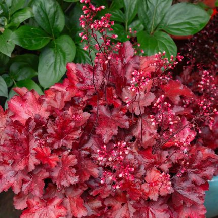 Heuchera Fire Chief