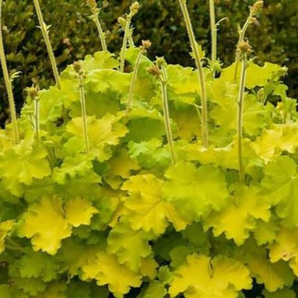 Heuchera Lemon Dinosaur