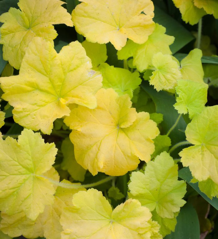 Heuchera Lemon Dinosaur