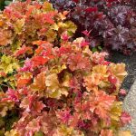 Heuchera Marmalade