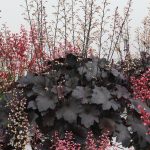 Heuchera Rex Black