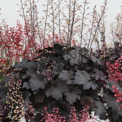 Heuchera Rex Black