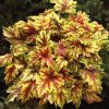Heucherella Alabama Sunrise