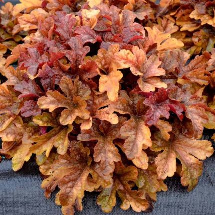 Heucherella Buttered Rum