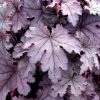 Heucherella Plum Cascade
