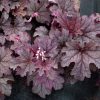 Heucherella Plum Cascade