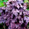Heucherella Plum Cascade