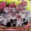 Heucherella Plum Cascade