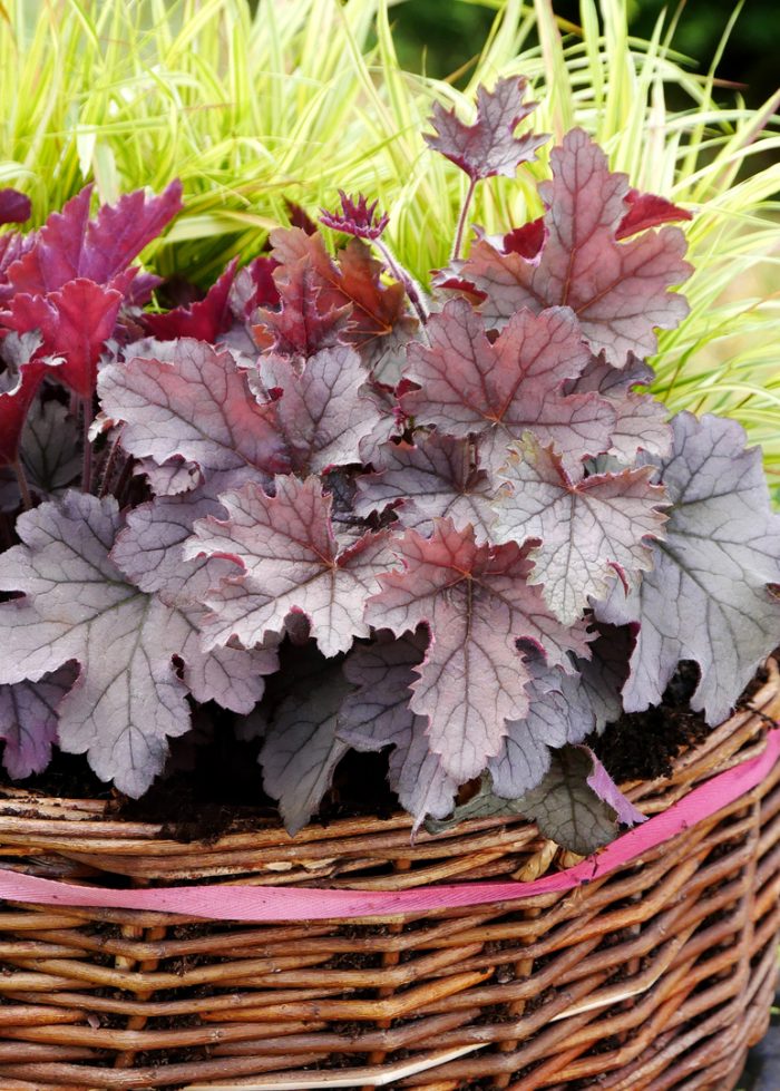 Heucherella Plum Cascade