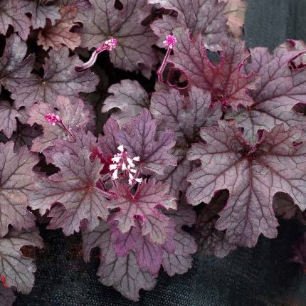 Heucherella Plum Cascade