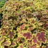 Heucherella Solar Eclipse