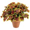 Heucherella Solar Eclipse