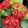 Hortensia macroph. HI® TORNADO Hitor