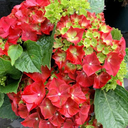 Hortensia macroph. HI® TORNADO Hitor