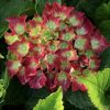 Hortensia macroph. HI® TORNADO Hitor