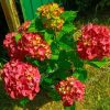 Hortensia macroph. HI® TORNADO Hitor