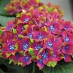 Hortensia macroph. SAXON SCHLOSS WACKERBARTH