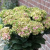 Hortensia macroph. SWEET LIPS