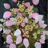 Hortensie cataratoare Roseum