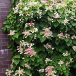 Hortensie cataratoare Roseum