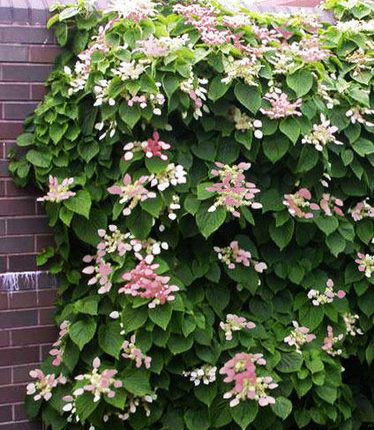 Hortensie cataratoare Roseum