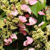 Hortensie cataratoare Roseum