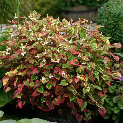 Houttuynia cordata Chameleon