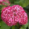 Hortensia arborescens CANDYBELLE SORBET